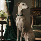 PAW AURORA Green Wild | Emerald Velvet Collar/ White Crystal & Red Floral